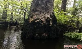 قدمت این درخت عجیب به قبل از میلاد مسیح برمی‌گردد‍!