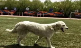 سگی که در مسابقه دو و میدانی دانشجویان دوم شد! + فیلم