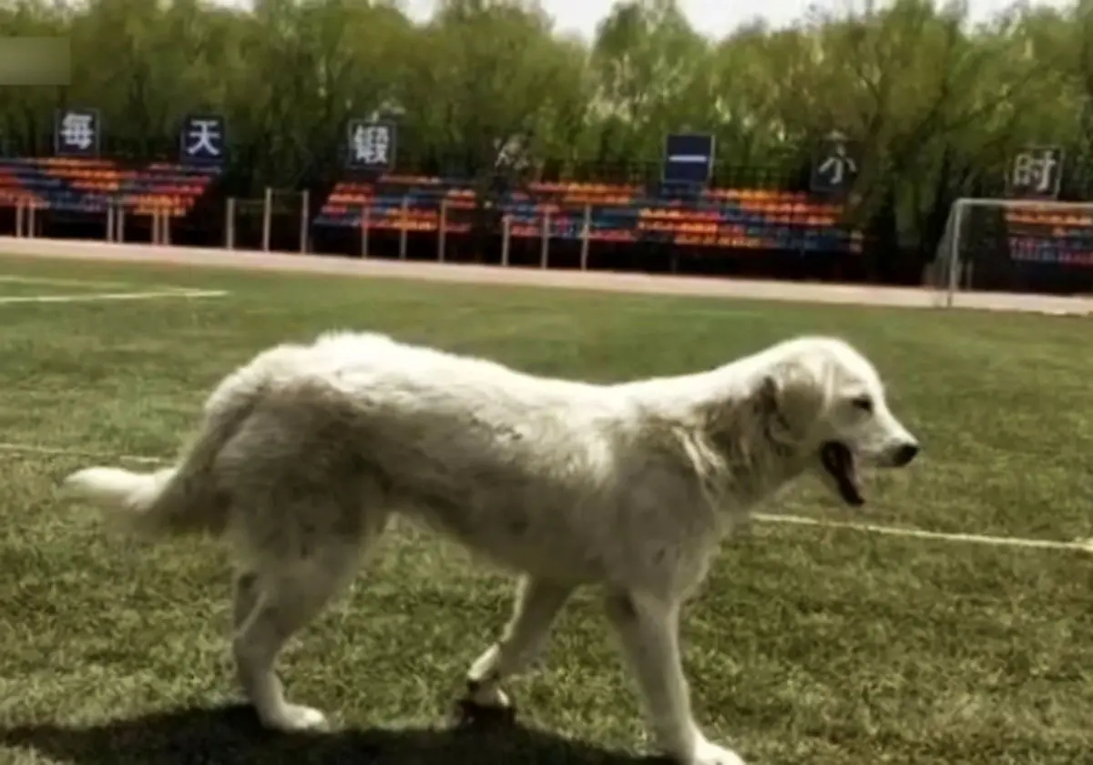 سگی که در مسابقه دو و میدانی دانشجویان دوم شد! + فیلم