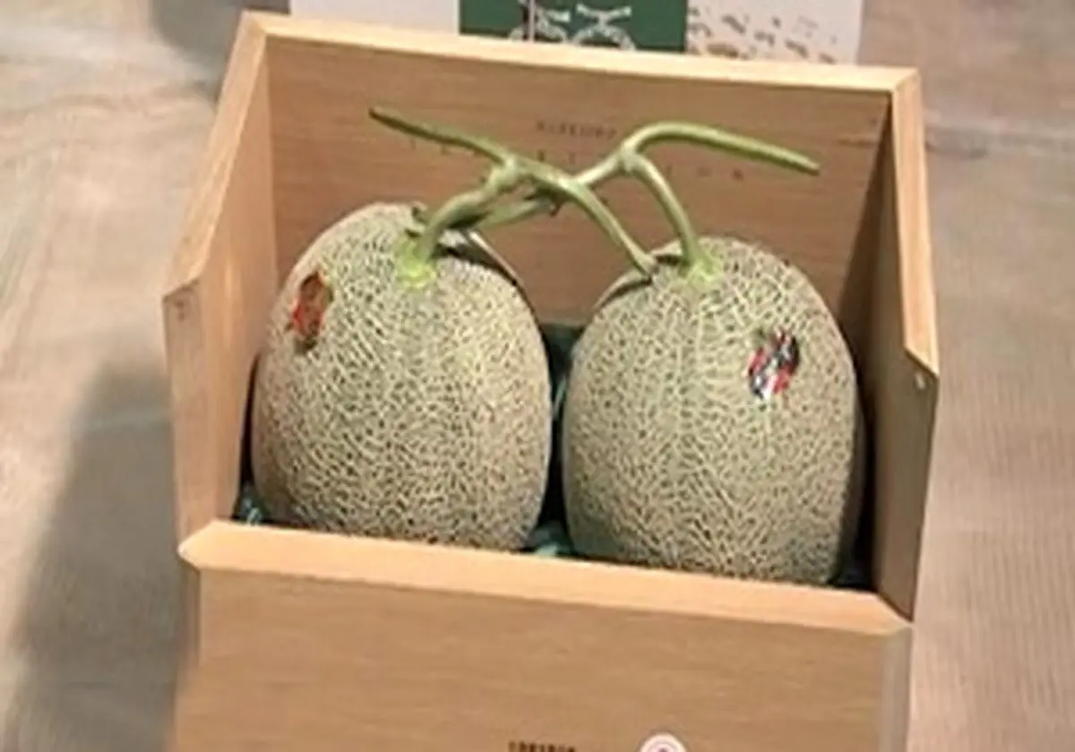 حراج دو عدد مِلون ژاپنی تنها به قیمت 45 هزار و 600 دلار! + فیلم