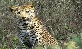 تصویری بی‌نظیر از ۳ پلنگ ایرانی در یک قاب!