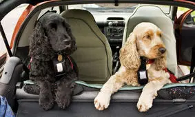 رژه دوبرمن‌ها در شهر تبریز/ فخر فروشی تو خالی در خیابان ها