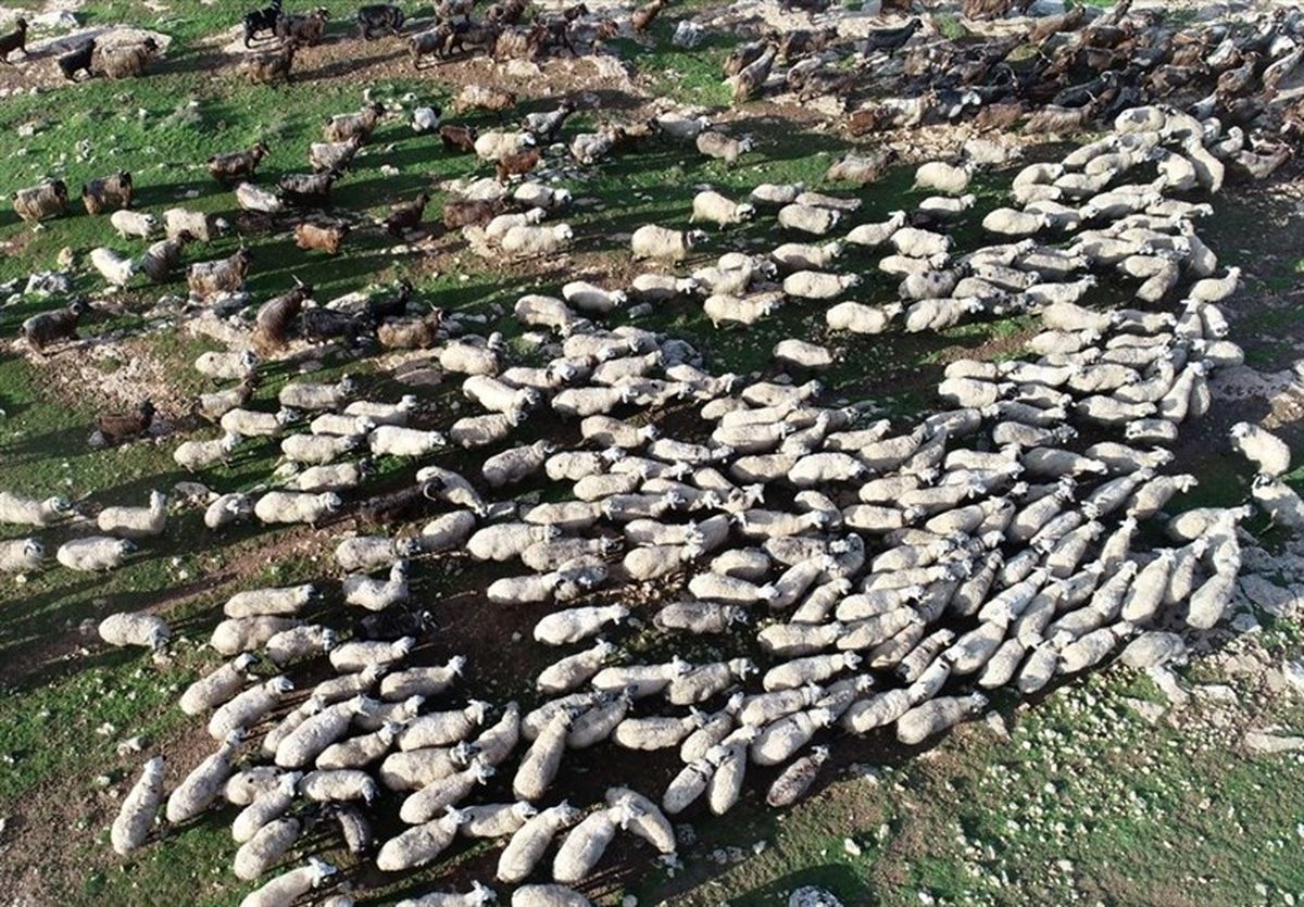 ۶۵ میلیون راس گوسفند و بُز در کشور داریم/۲.۵ میلیون بره اردیبهشت متولد شد