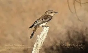 تماشای پرندگان سبب سلامت روان می‌شود