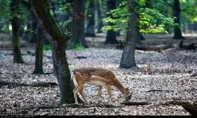 زیبایی بی‌نظیر گوزن زرد ایرانی +تصاویر