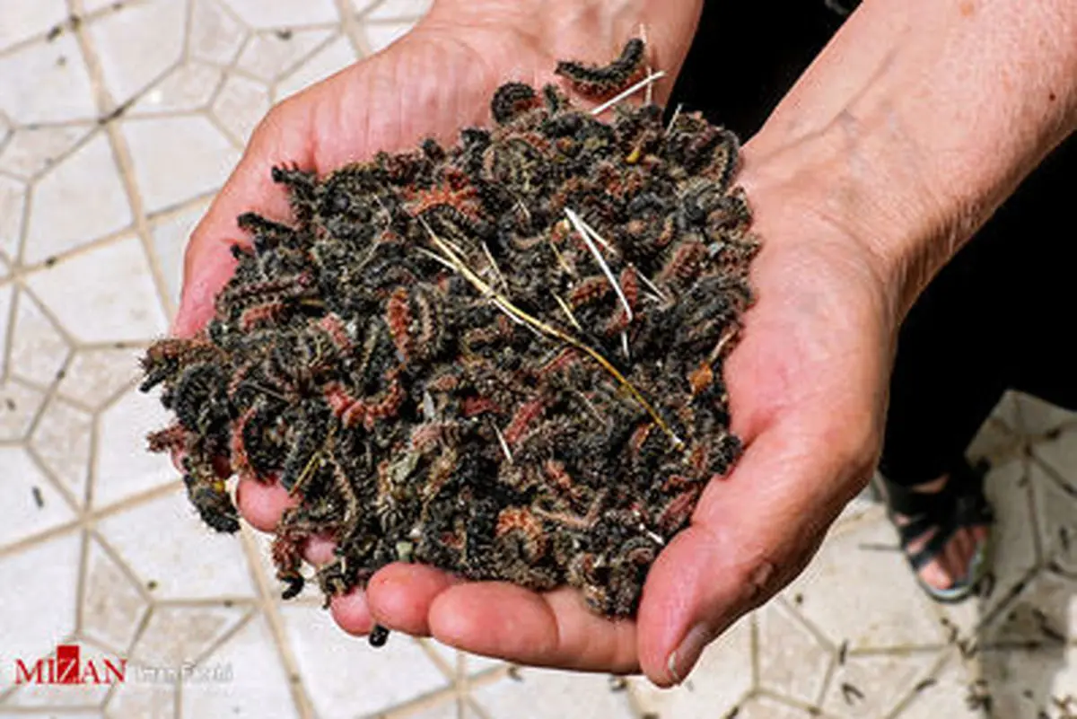 هجوم کرم‌ها به شهرک اندیشه سنندج +تصاویر