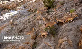 کشف و ضبط یک لاشه قوچ وحشی