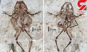 کشف فسیل قورباغه 125 میلیون ساله با سمندری در شکم+ عکس