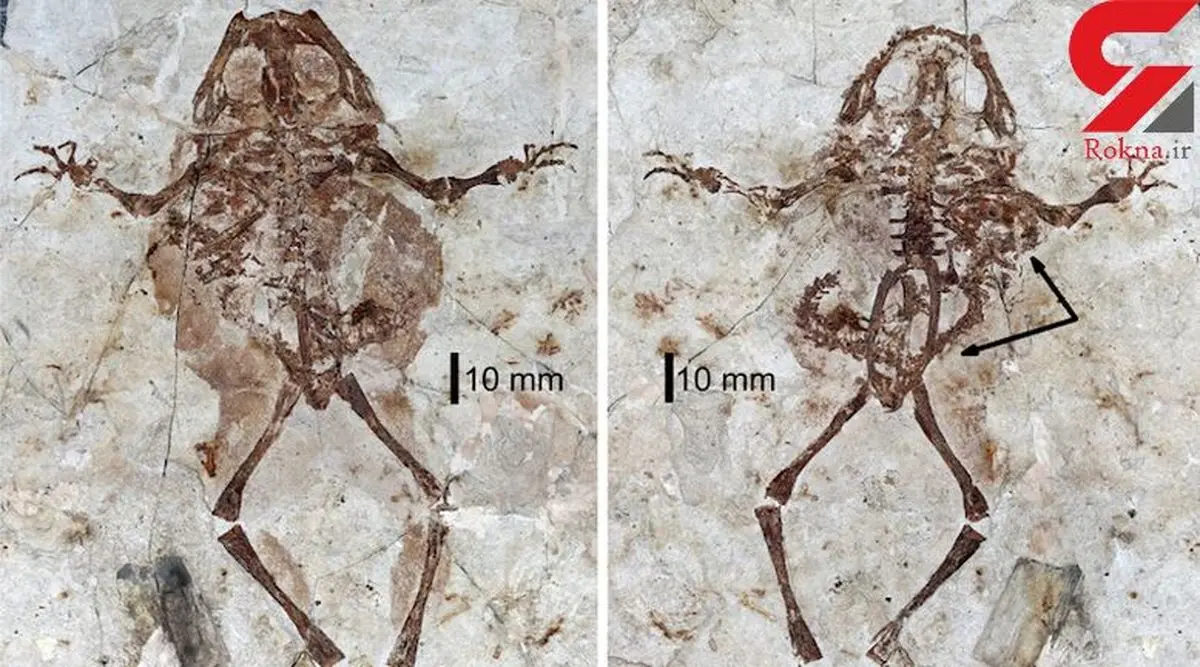 کشف فسیل قورباغه 125 میلیون ساله با سمندری در شکم+ عکس