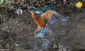 (تصاویر) استتار جالب عکاس، ماهی‌خورک‌ را فریب داد