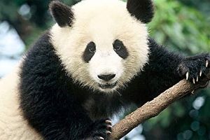 مشاهده شدن گونه‌ای نادر از خرس پاندا در چین + فیلم
