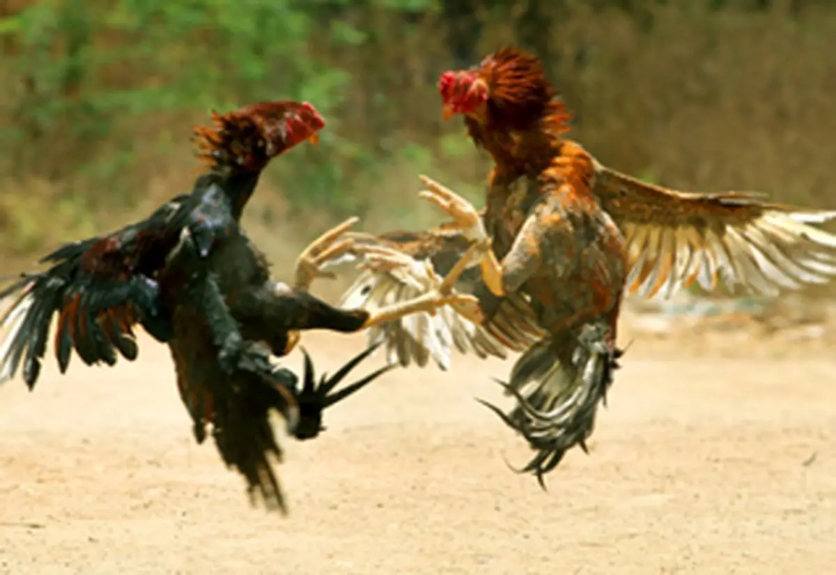 همه‌چیز درباره لیگ خروس‌های جنوب شهری