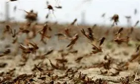 ملخ‌ها به کاخک گناباد هجوم آوردند