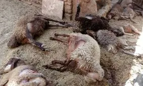 حمله گرگ های گرسنه به روستاهای پارس آباد
