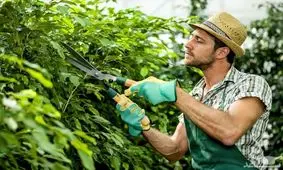 ابزار هرس کردن گیاهان چقدر هزینه دارد؟