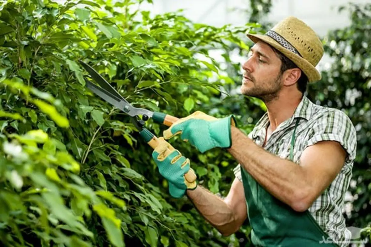 ابزار هرس کردن گیاهان چقدر هزینه دارد؟