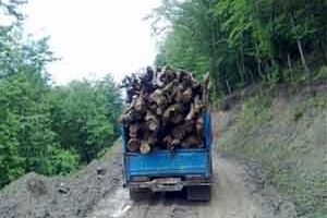 کشف ۲ تن چوب جنگلی قاچاق در تنکابن