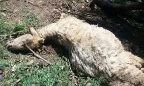 پلنگ دام‌ها را درید اما دامدار لرستانی شلیک نکرد