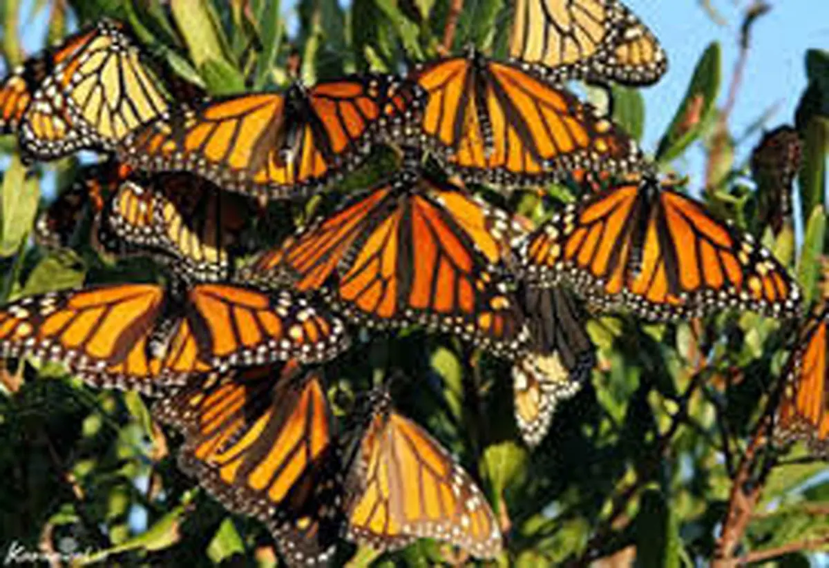 ماجرای حضور "خانم قشنگ‌ها" در تبریز