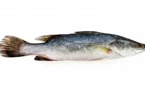 زنده شدن ماهی بی سر و شکم زیر دست آشپز!! + عکس