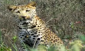 حمله پلنگ‎ها به گله گوسفندان