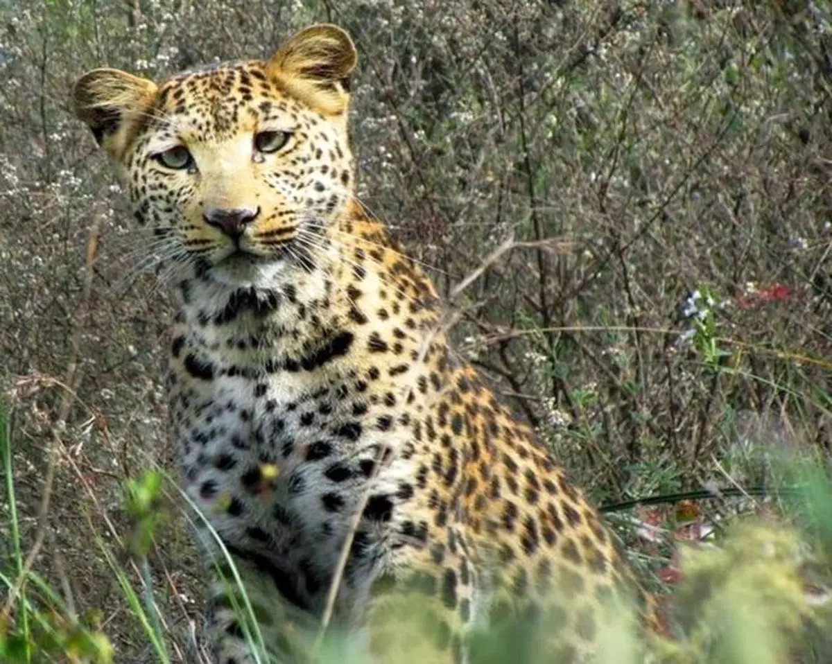 حمله پلنگ‎ها به گله گوسفندان