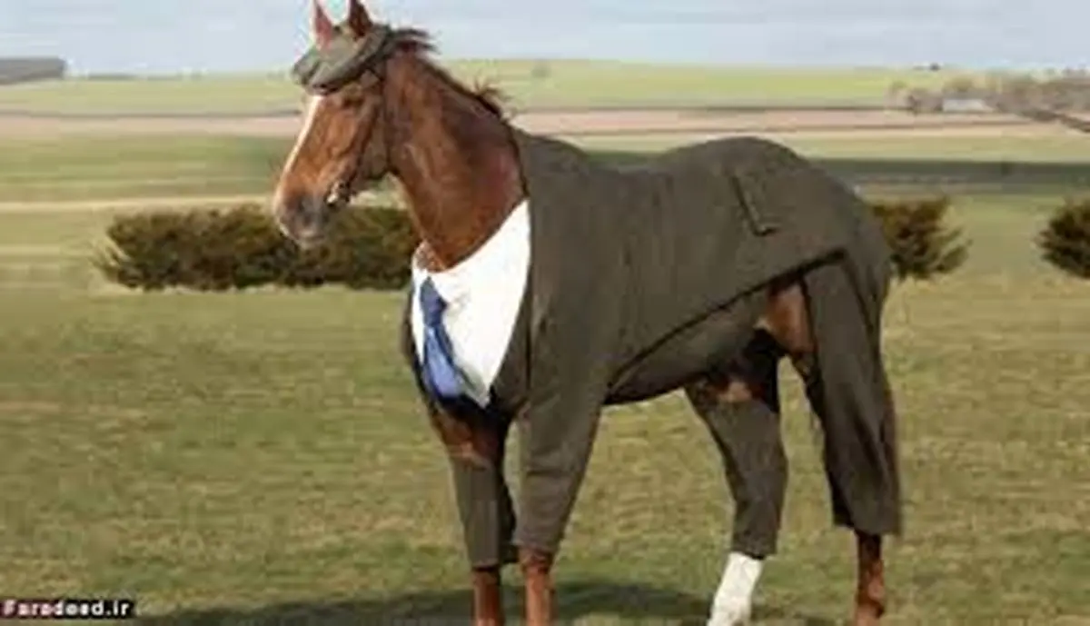 رفتار کردن عجیب یک زن مثل اسب ها بخاطر علاقه به آنها! عکس