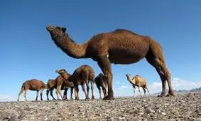 عکس روز نشنال جئوگرافیک: تصویر فوق العاده از کاروان شتر ها در بیابان