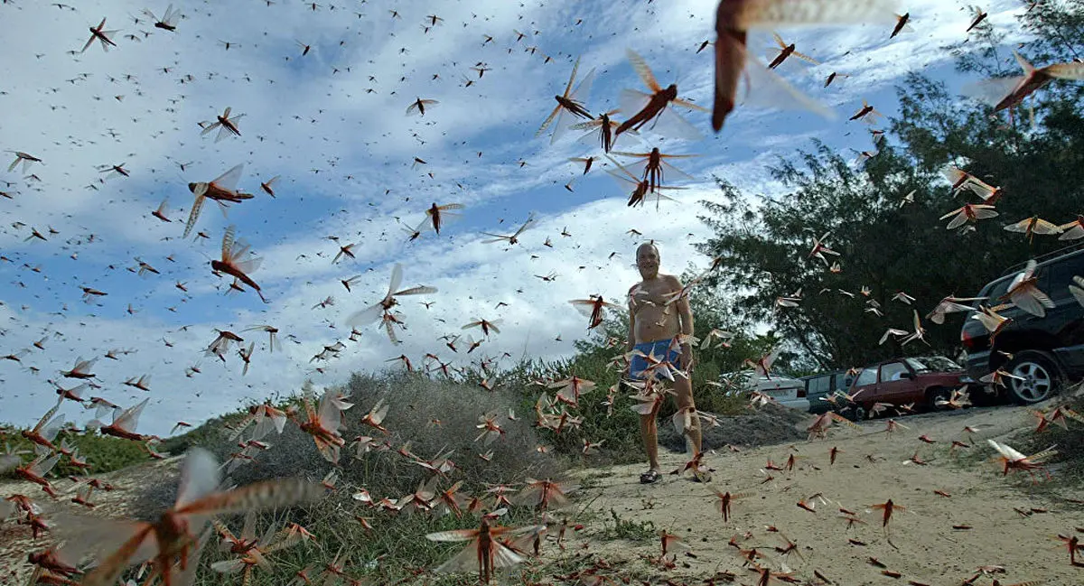 لشگر ملخ‌های مهاجم بوشهر، دشتستان، روستای زیارت+ویدئو