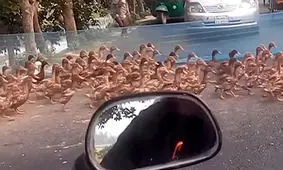 چراغ سبز برای دار و دسته اردک‌ها! + فیلم