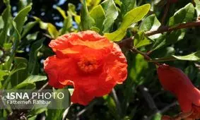 اینجا ریه یزد است! + تصاویر