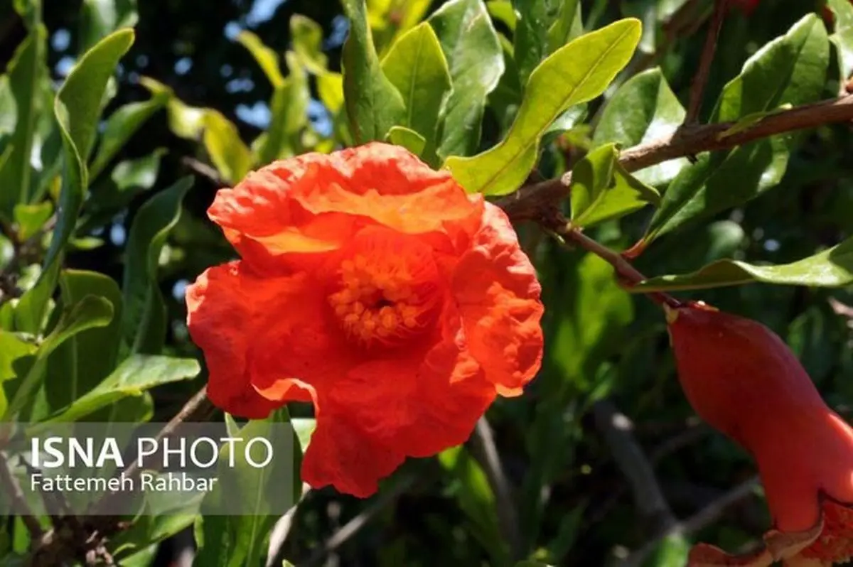 اینجا ریه یزد است! + تصاویر