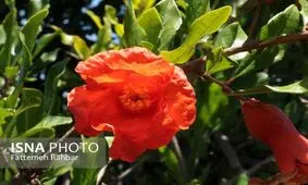 اینجا ریه یزد است! + تصاویر