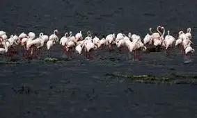 حال خوب دریاچه ارومیه با افزایش تعداد فلامینگوها