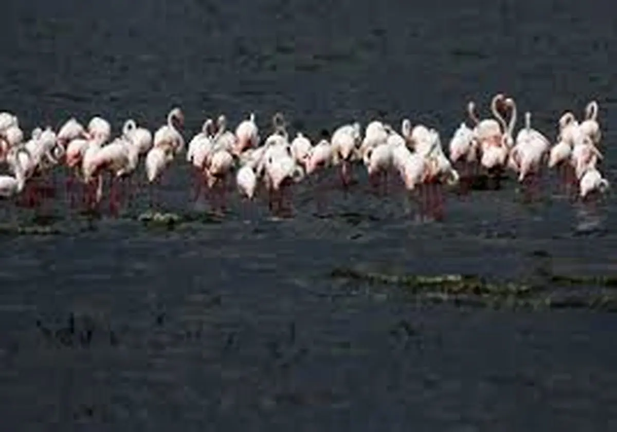 حال خوب دریاچه ارومیه با افزایش تعداد فلامینگوها