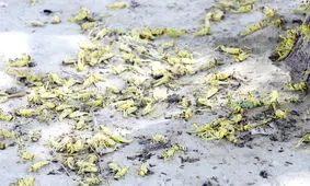 هجوم ملخ ها به شهرستان رباط کریم