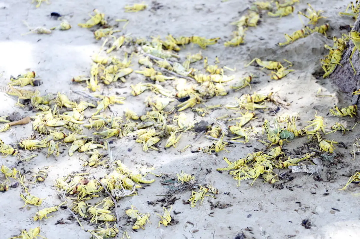 هجوم ملخ ها به شهرستان رباط کریم