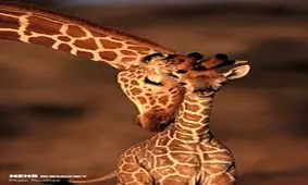 پرتره‌های فراموش نشدنی در دنیای حیوانات + تصاویر