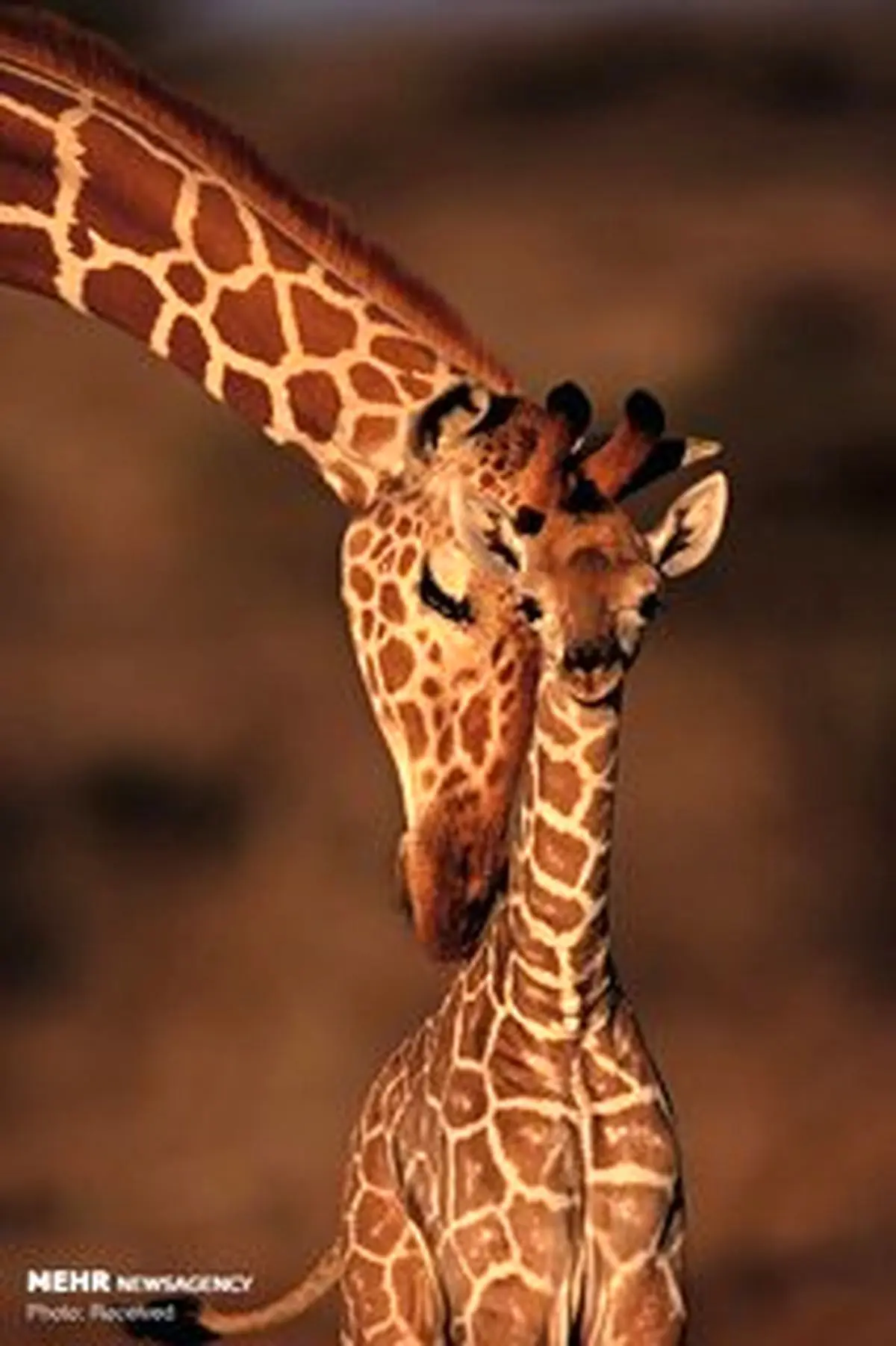 پرتره‌های فراموش نشدنی در دنیای حیوانات + تصاویر