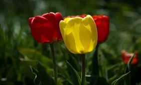 مزرعه پرورش گل لاله +تصاویر