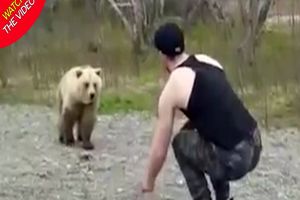 اقدام عجیب یک توریست در محدوده نگهداری خرس‌ها! +فیلم