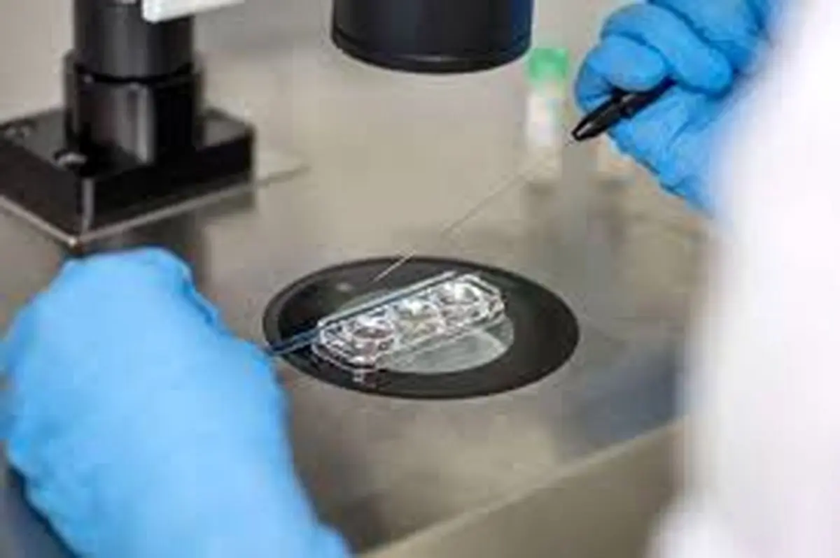 خطرات لقاح مصنوعی برای قلب مادران