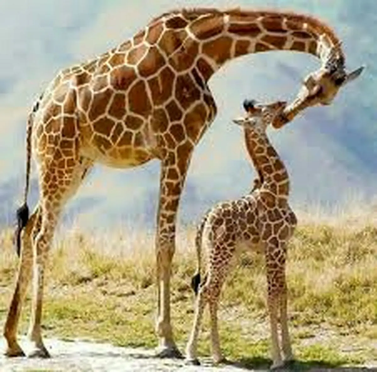 کفش مخصوص برای بچه زرافه+عکس