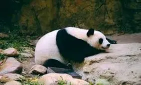 اولین پاندای زال جهان در چین+عکس