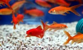 پرورش 80 میلیون ماهی زینتی برای عید