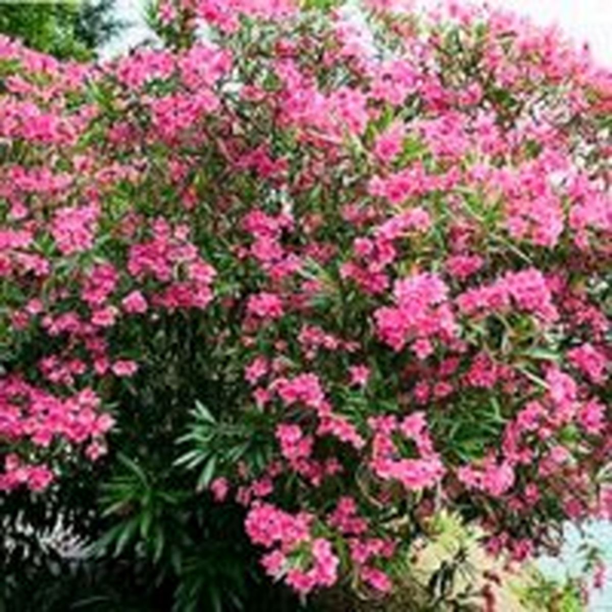 گُل قشنگی که باعث ایست قلبی میشود