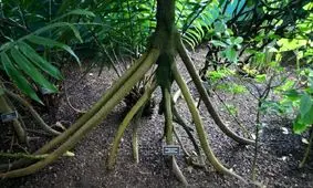 راز درخت شگفت انگیزی که راه می‌رود! + تصاویر