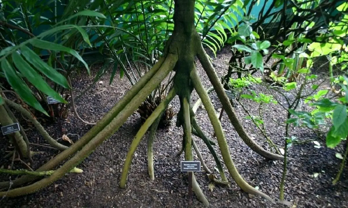 راز درخت شگفت انگیزی که راه می‌رود! + تصاویر