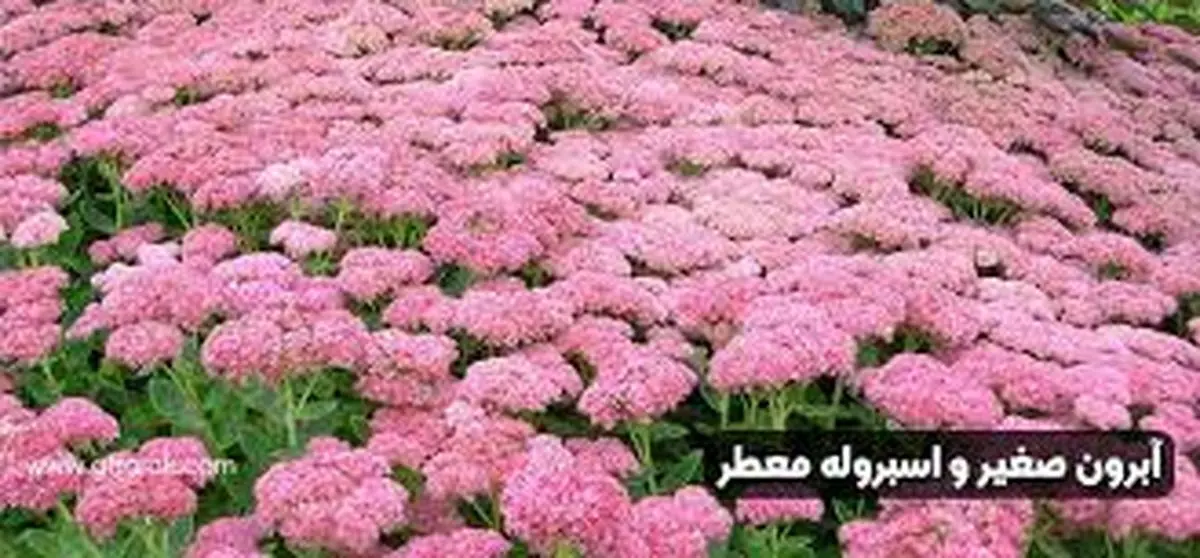 خواص و فواید آبرون صغیر