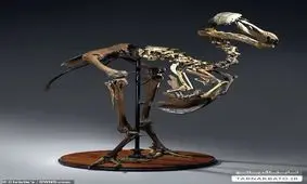 فروش اسکلت‌های پرنده ای با قیمت نجومی در یک حراجی